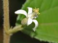 Nagbala Crossberry